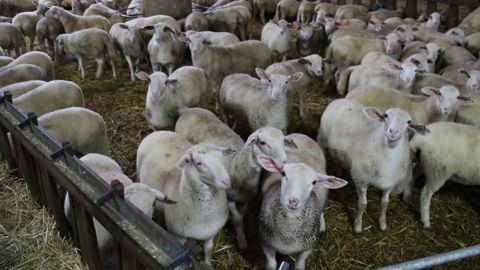 Recul des abattages des ovins de réforme Recul des abattages des ovins de réforme