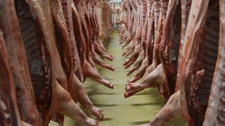 Les abattages se stabilisent Les abattages se stabilisent