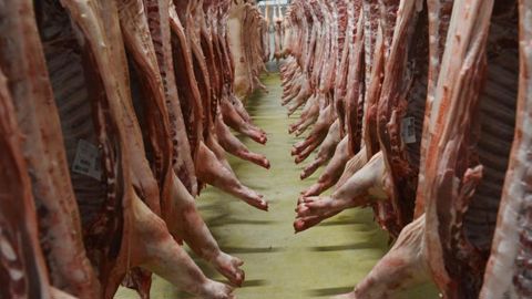 Les abattages se stabilisent Les abattages se stabilisent
