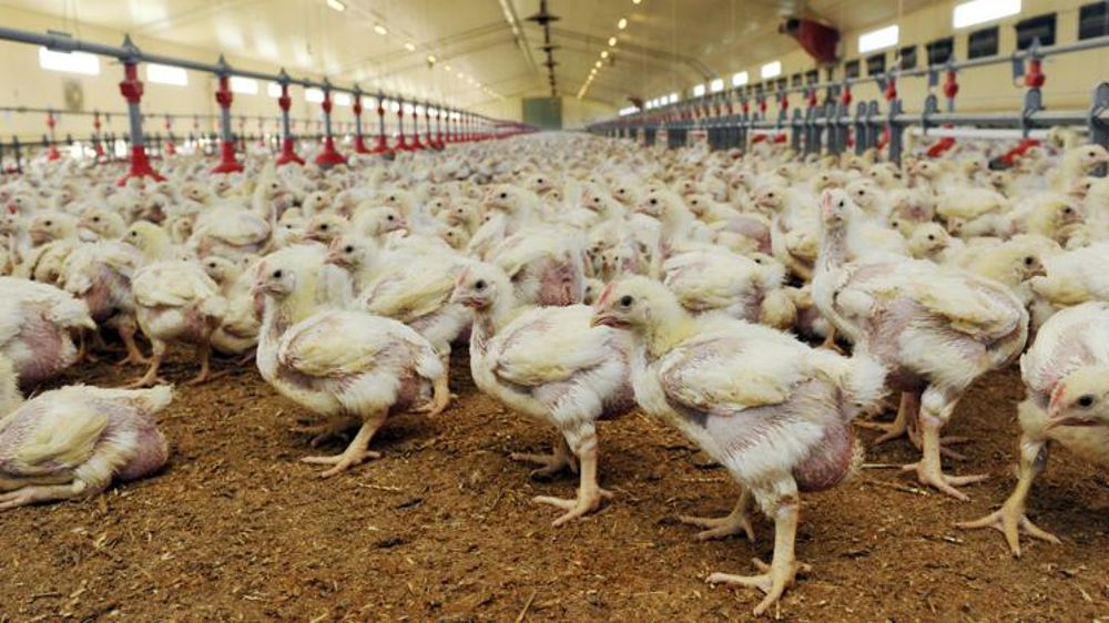 Le poulet français creuse son déficit commercial