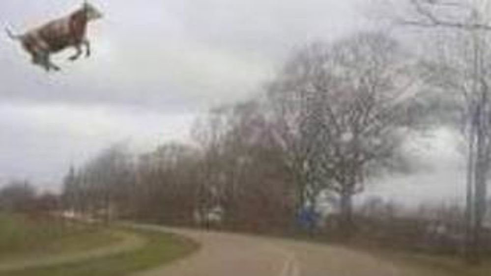 Un vent à décorner les bœufs