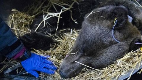 Des ourses encore au ralenti