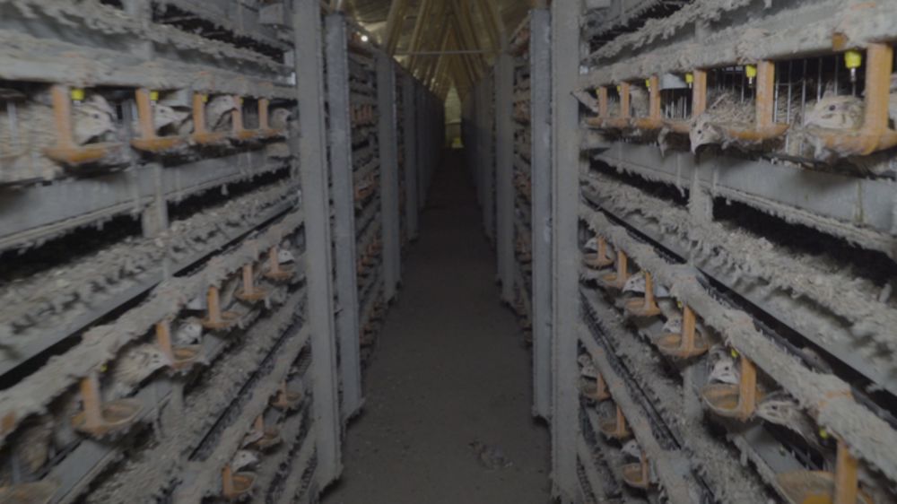 La préfecture enquête après la vidéo de L214