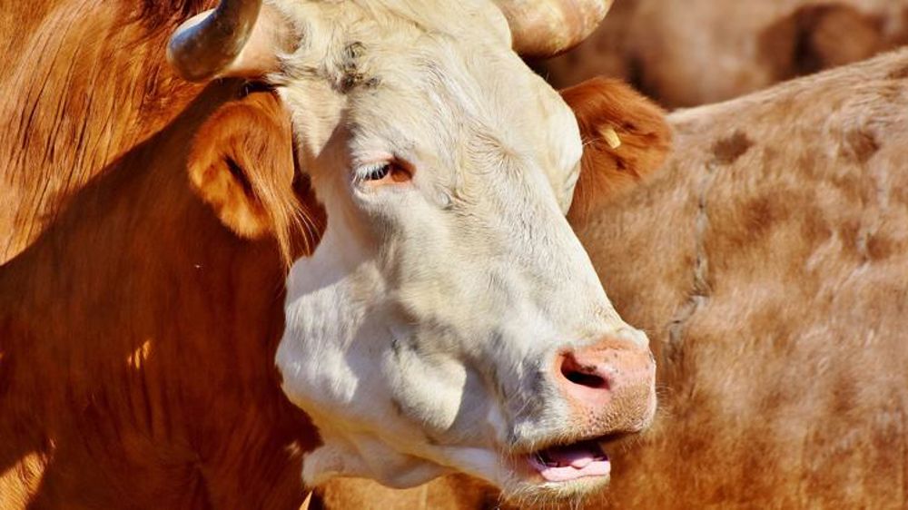 La dermatose nodulaire contagieuse éradiquée des Balkans