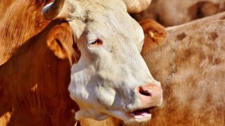 La dermatose nodulaire contagieuse éradiquée des Balkans La dermatose nodulaire contagieuse éradiquée des Balkans