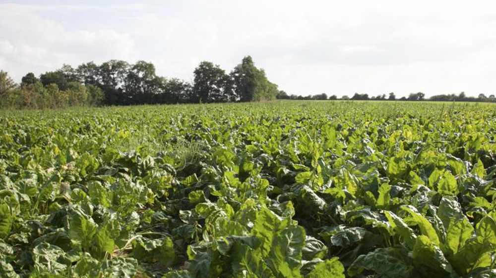 Les semences activées gagnent du terrain