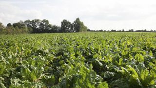 Les semences activées gagnent du terrain Les semences activées gagnent du terrain