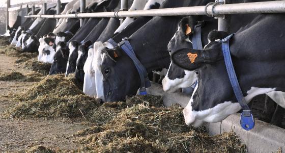 alimentation vaches laitières