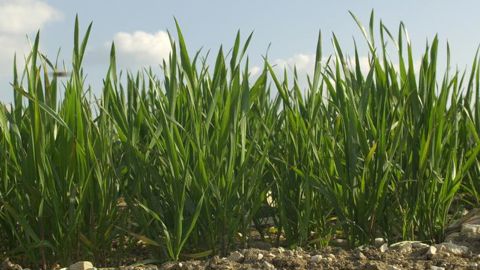 + 50 Mt de production en 2019-2020