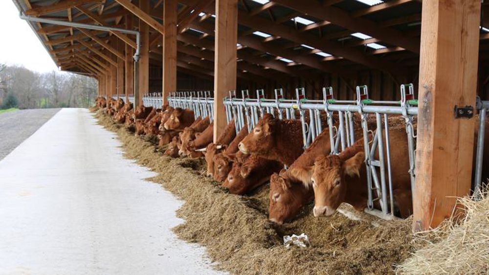 Moins de vaches à l’abattoir