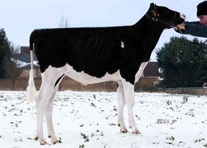  GrisettePg (photo à 5 mois) : Cricket / Planet NC / Roumare TB-85 / Sosa TB-86 / Emerson / Ami-Oceane (Rudolph) TB-88 /  Judelle (Mascot) EX-92 / Pride Thor Roxette EX-91-USA