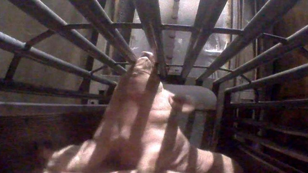 Trois amendes de 400 euros pour le directeur