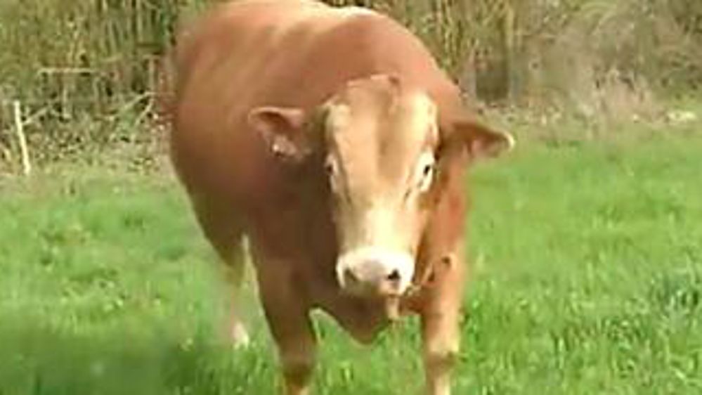 L’évasion de Gros Cochon