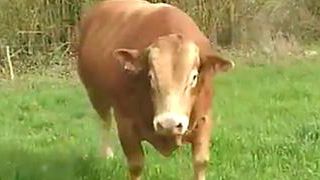 L’évasion de Gros Cochon L’évasion de Gros Cochon