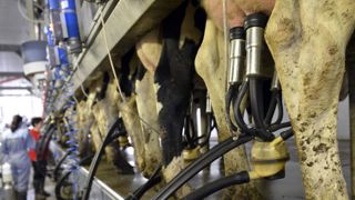 La production de lait augmenterait à nouveau en 2019 La production de lait augmenterait à nouveau en 2019