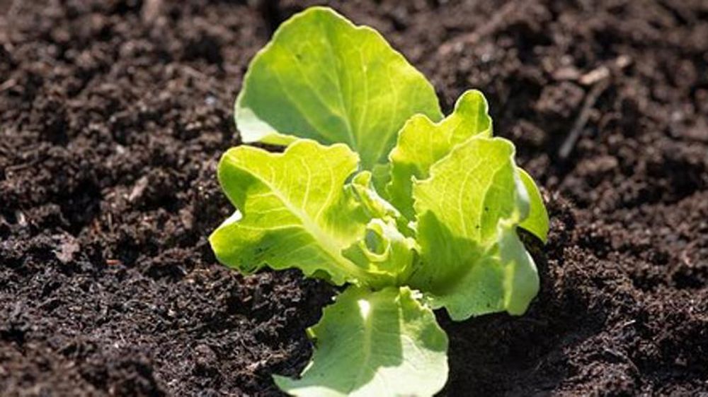 Laitue, endive et chicorée retrouvent des cours habituels