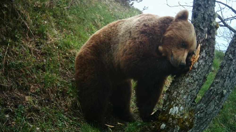 Des mesures « d’effarouchement » pour protéger les troupeaux