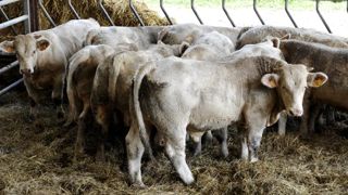 Une production européenne attendue en baisse Une production européenne attendue en baisse