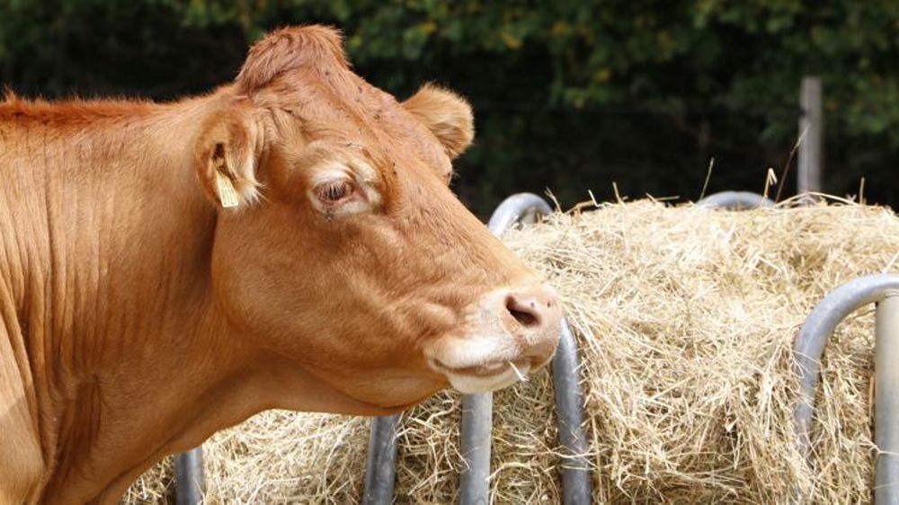 Moins de vaches à l’abattoir