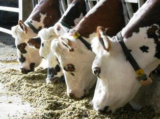esb vache folle suisse