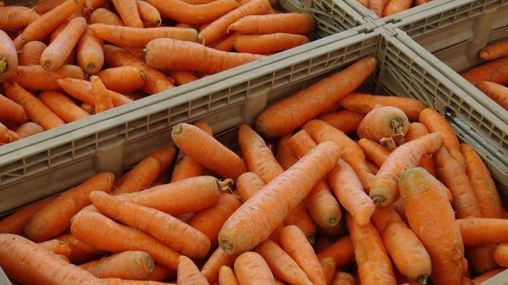 Déversement de carottes contre le retrait du dichloropropène