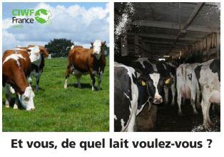 Ciwf vaches laitières
