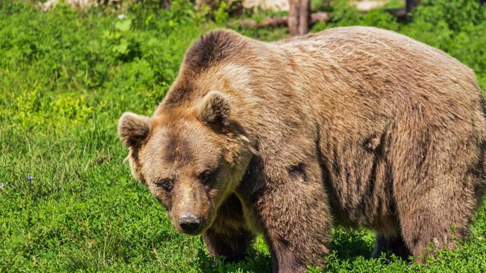 La préfecture suspecte l’ourse slovène Claverina