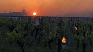 5 à 10 % du vignoble touché par le gel 5 à 10 % du vignoble touché par le gel