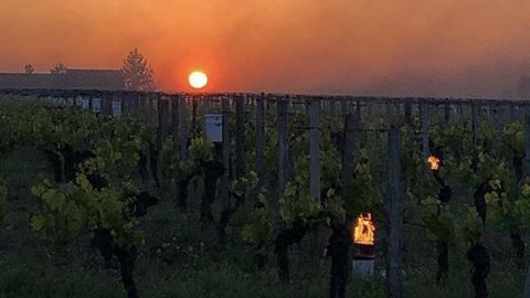 5 à 10 % du vignoble touché par le gel