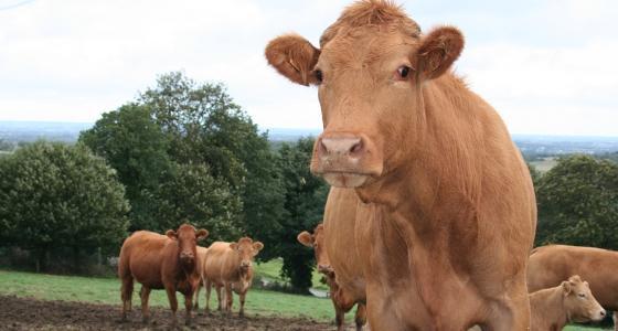 L'embargo sur la viande bovine européenne avait pris par les Usa en 1997 en pleine crise de la vache folle