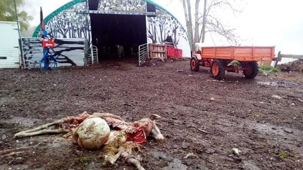 « Il fallait faire le diagnostic d’impact avant de lâcher les ours »