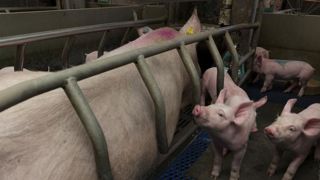 Le double choc de la peste porcine africaine Le double choc de la peste porcine africaine