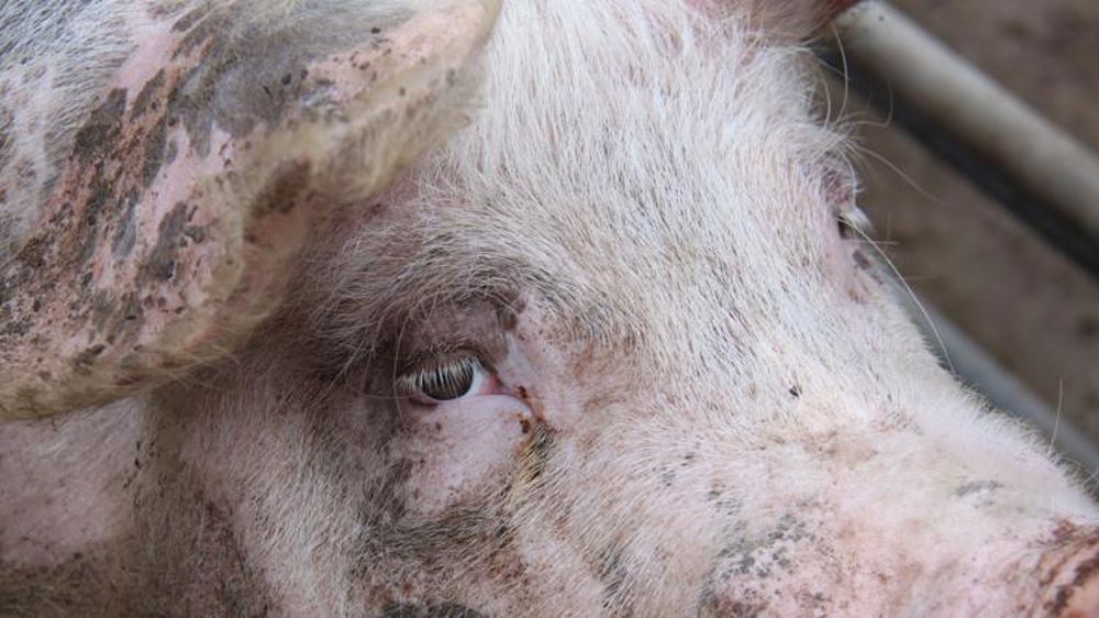 Hong Kong va abattre 6 000 porcs