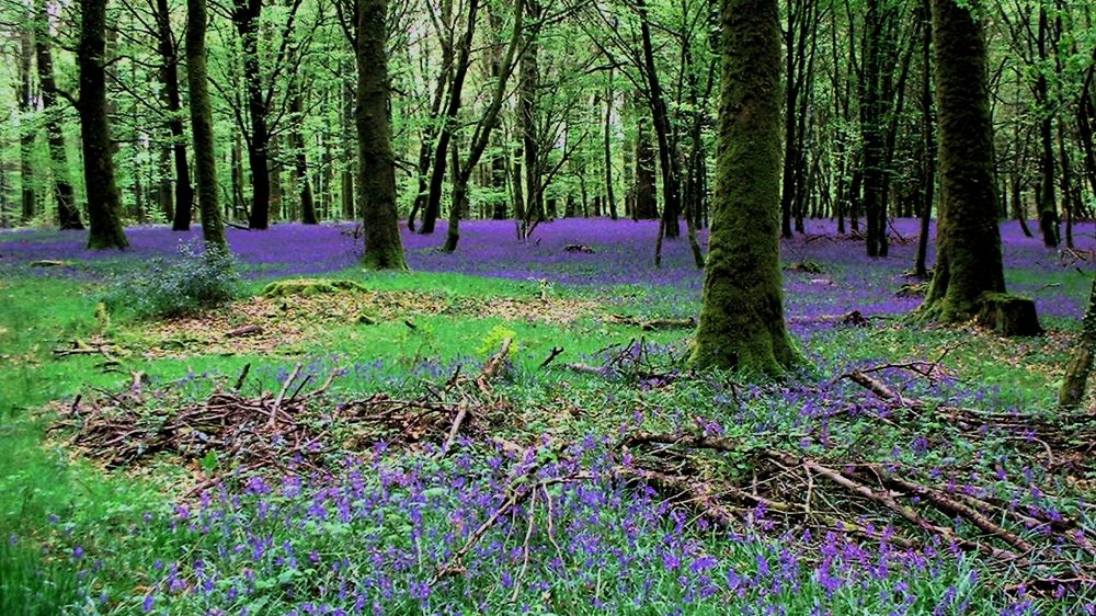 Toujours plus chères, et toujours plus attirantes