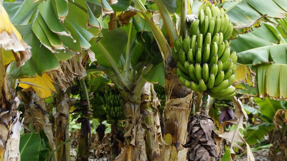 Chlordécone : bientôt une commission d’enquête ?