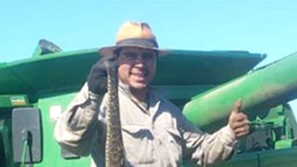 Un boa dans la moissonneuse-batteuse