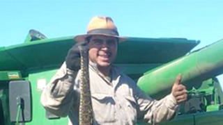 Un boa dans la moissonneuse-batteuse Un boa dans la moissonneuse-batteuse