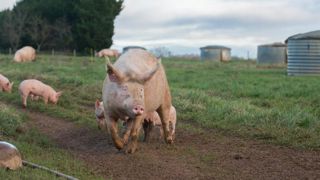 Les protections requises pour les porcs en plein air Les protections requises pour les porcs en plein air