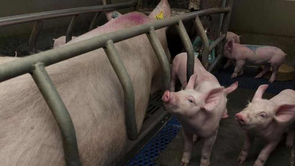 La justice annule l’autorisation d’extension d’une porcherie