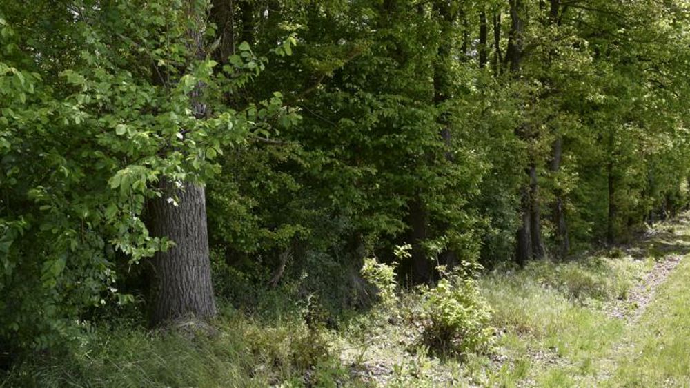 226 000 € prêtés à taux zéro pour reboiser