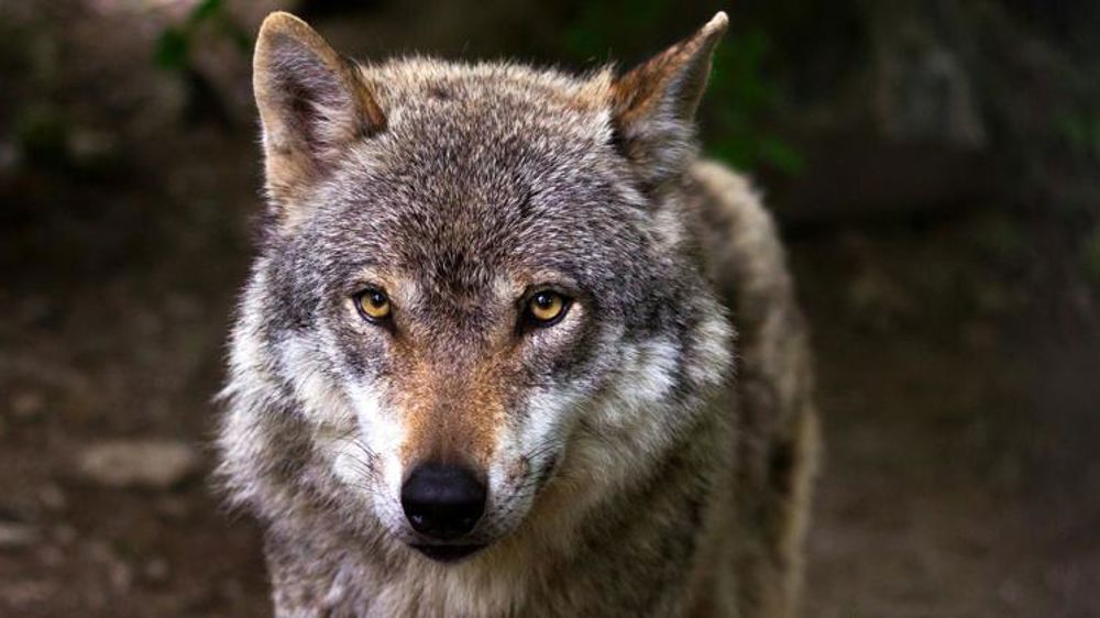 Un loup solitaire abattu aux portes de Nîmes