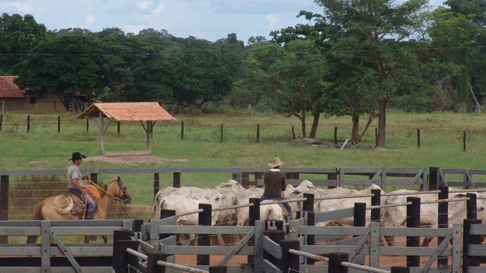 Le Brésil suspend ses ventes de viande bovine à la Chine