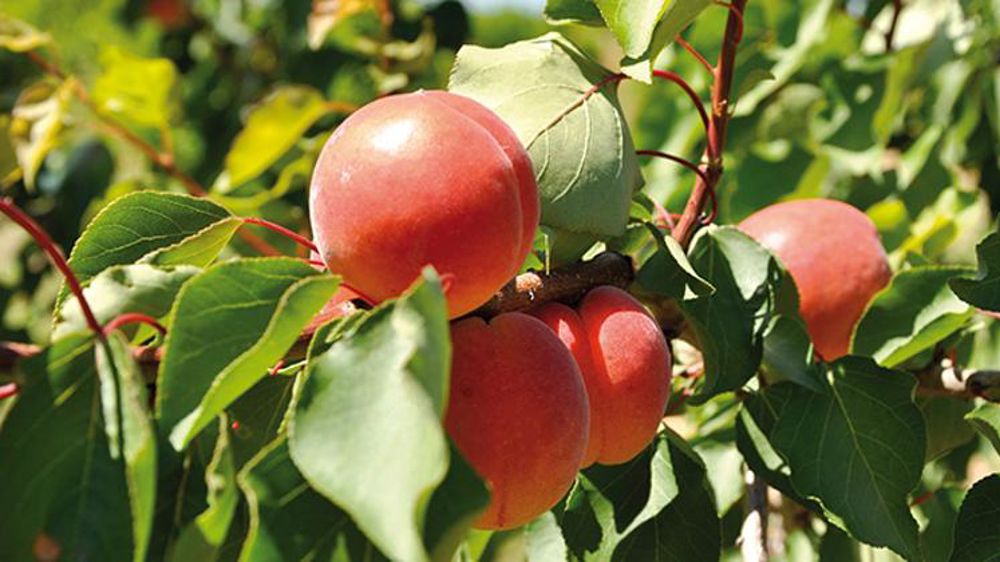 La campagne a pris du retard