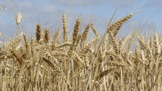 La campagne d’export touche à sa fin La campagne d’export touche à sa fin