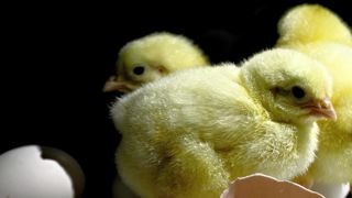L’élimination des poussins mâles reste autorisée L’élimination des poussins mâles reste autorisée