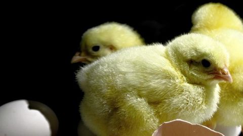 L’élimination des poussins mâles reste autorisée L’élimination des poussins mâles reste autorisée