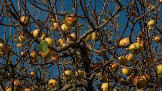 L’aide à la plantation des vergers réévaluée L’aide à la plantation des vergers réévaluée