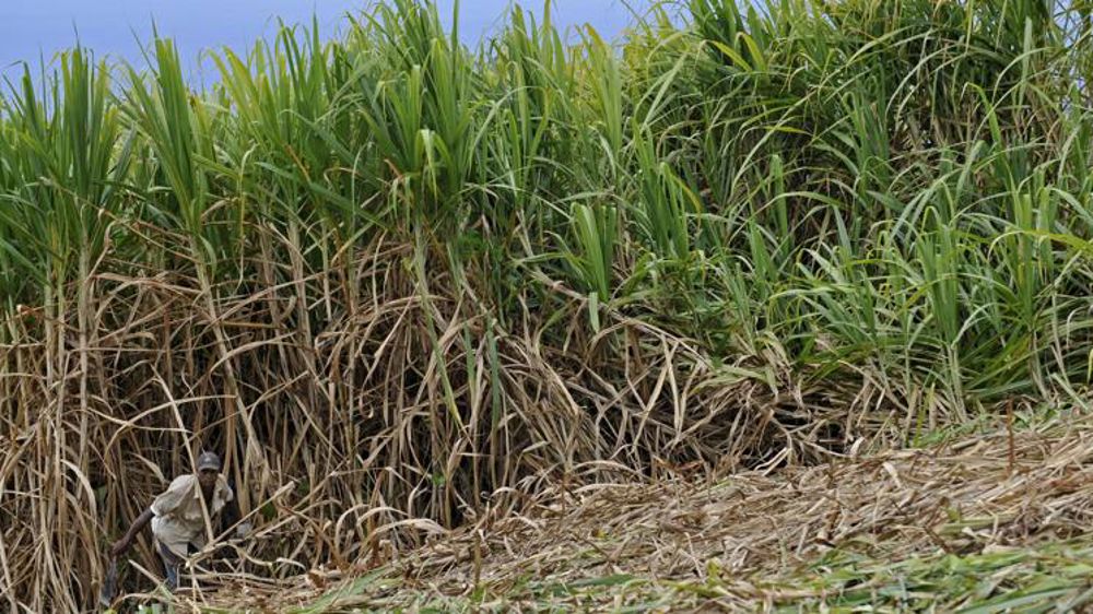 L’aide compensatoire à la filière sucrière « en débat » dans le PLF 2020