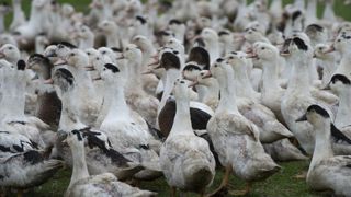Amendes requises contre des éleveurs pour refus d’abattage préventif Amendes requises contre des éleveurs pour refus d’abattage préventif