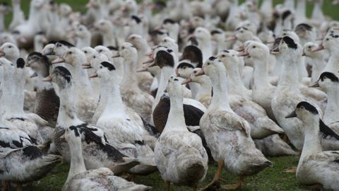 Amendes requises contre des éleveurs pour refus d’abattage préventif Amendes requises contre des éleveurs pour refus d’abattage préventif